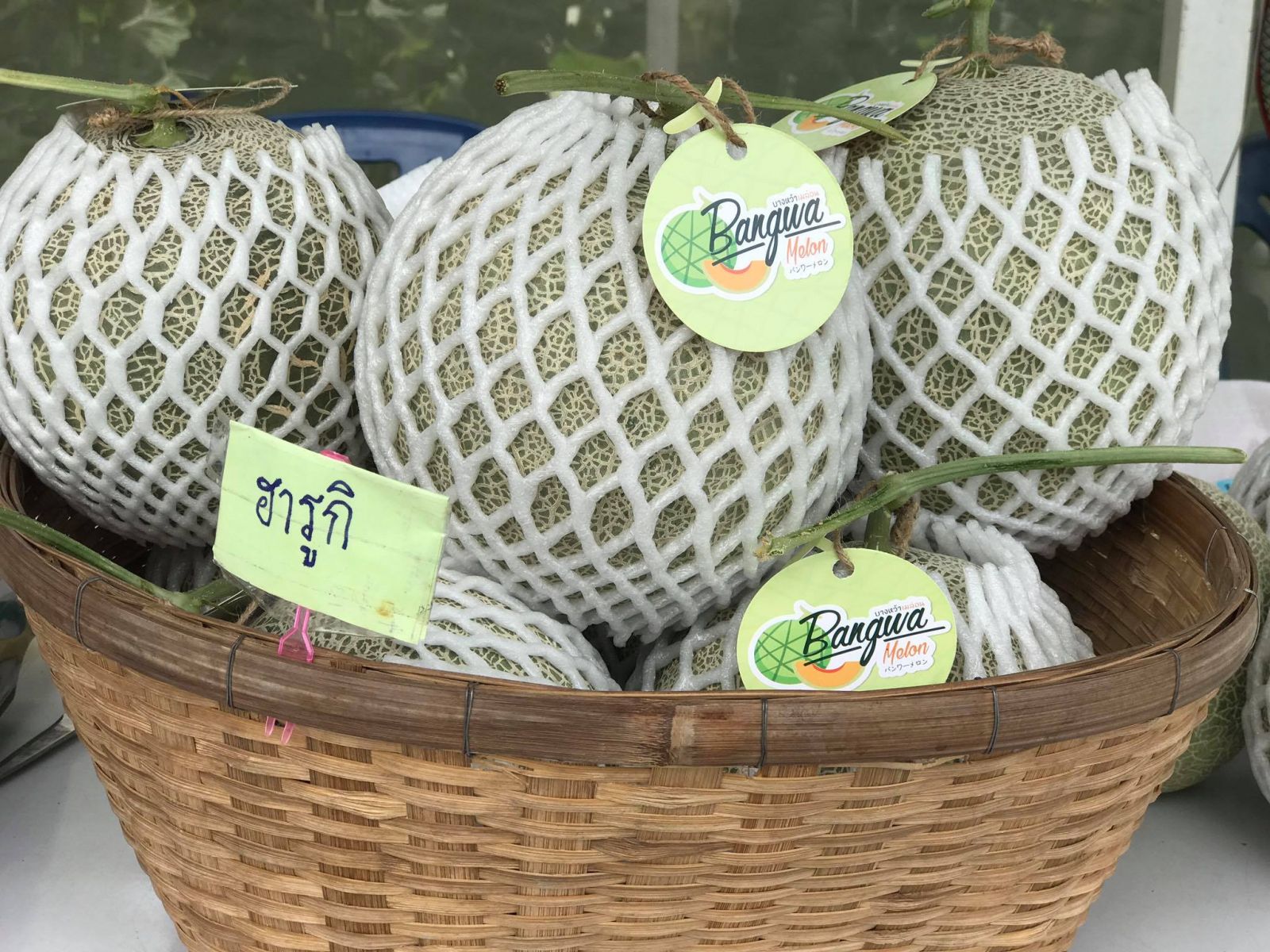 10's point of the beautiful melon farm which guarantees that all